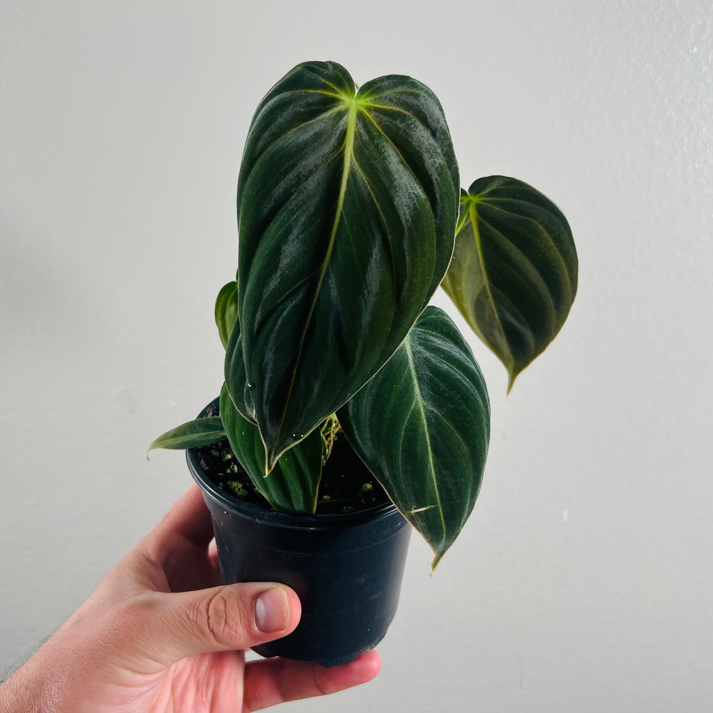 4” Philodendron Melanochrysum