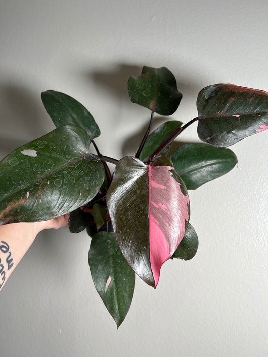 4" Philodendron Pink Princess