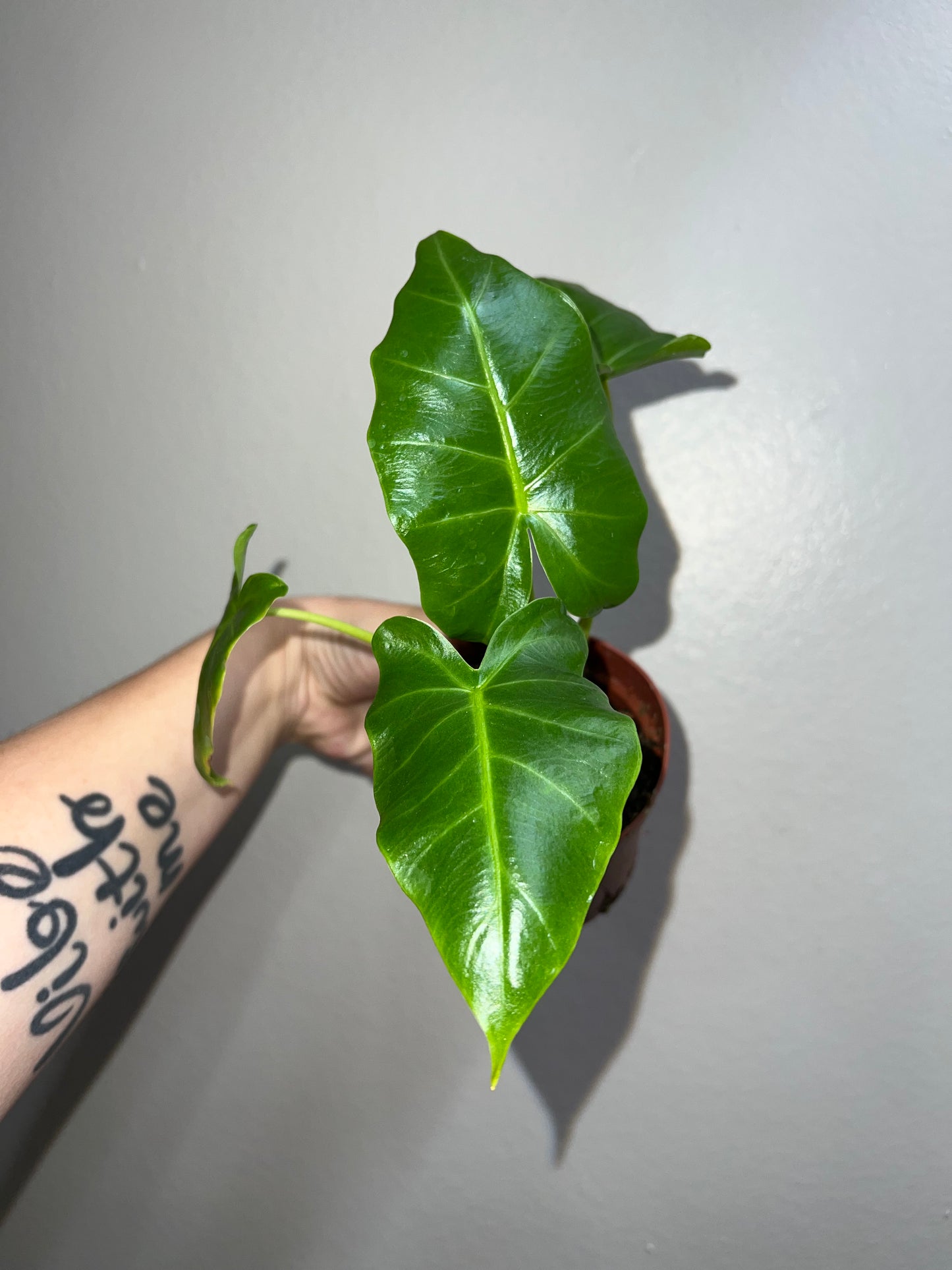 4” Alocasia Lime