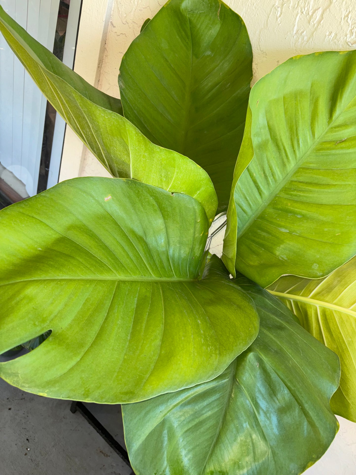 8” GIANT Jade Pothos Hanging Basket