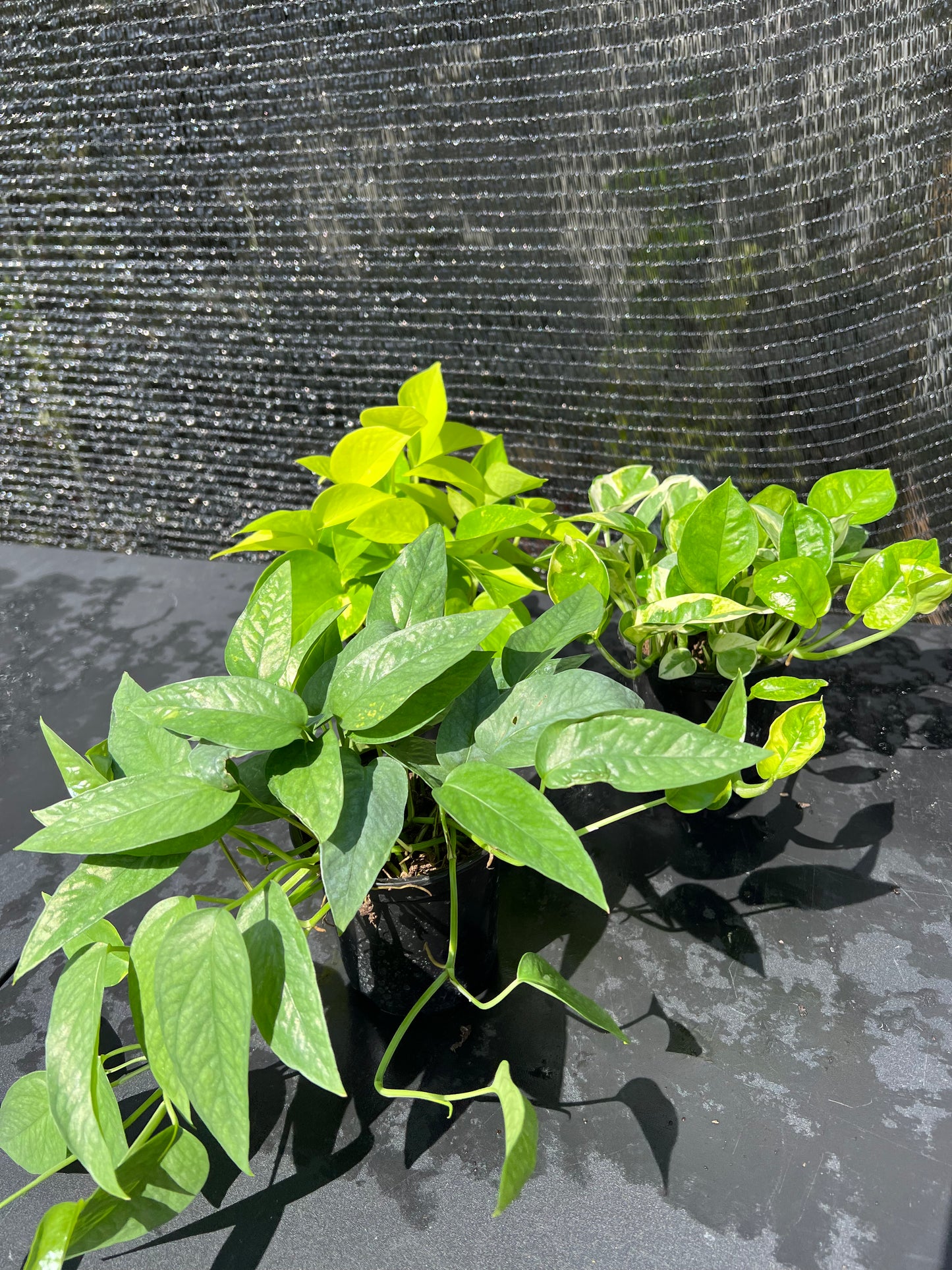 Epipremnum (Pothos) 3PACK