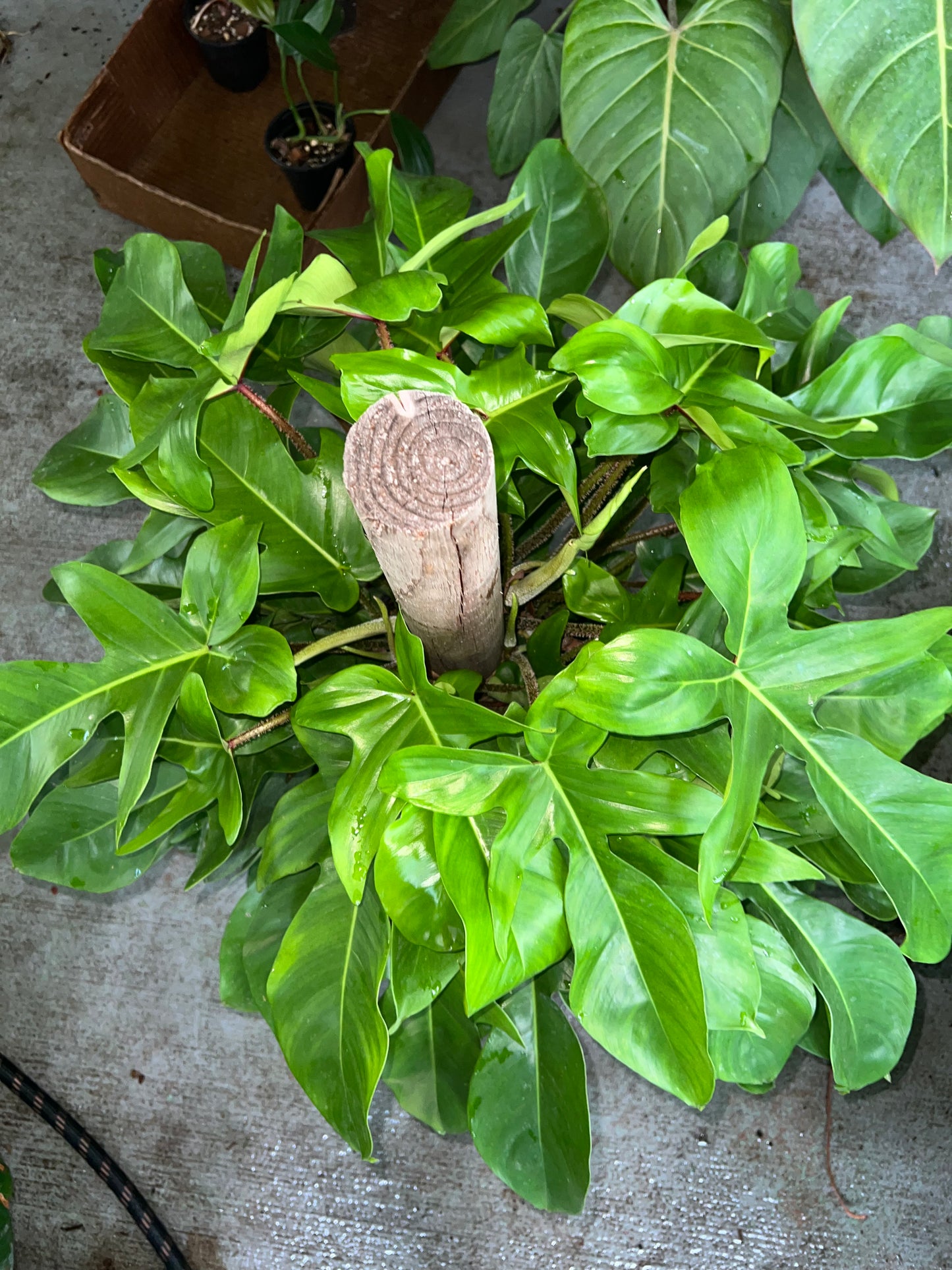 8” Philodendron Squamiferum Totem