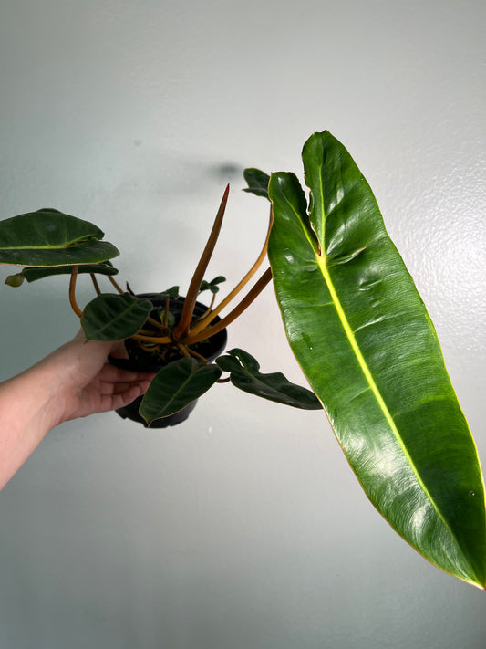 6” Philodendron Billietiae