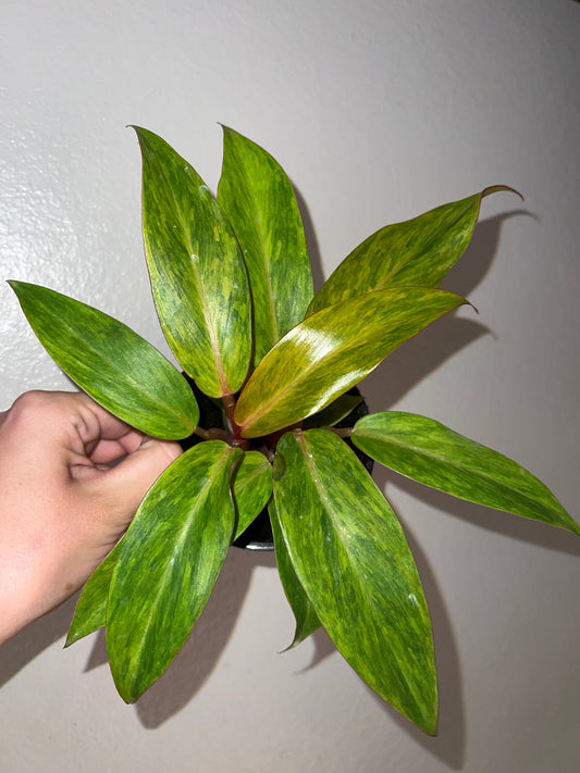 4” Philodendron McCalkins Gold