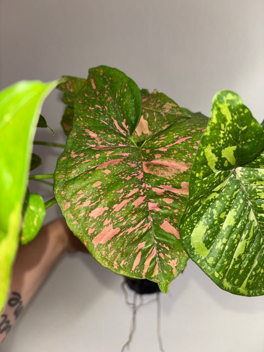 4” Syngonium Pink Splash Allusion