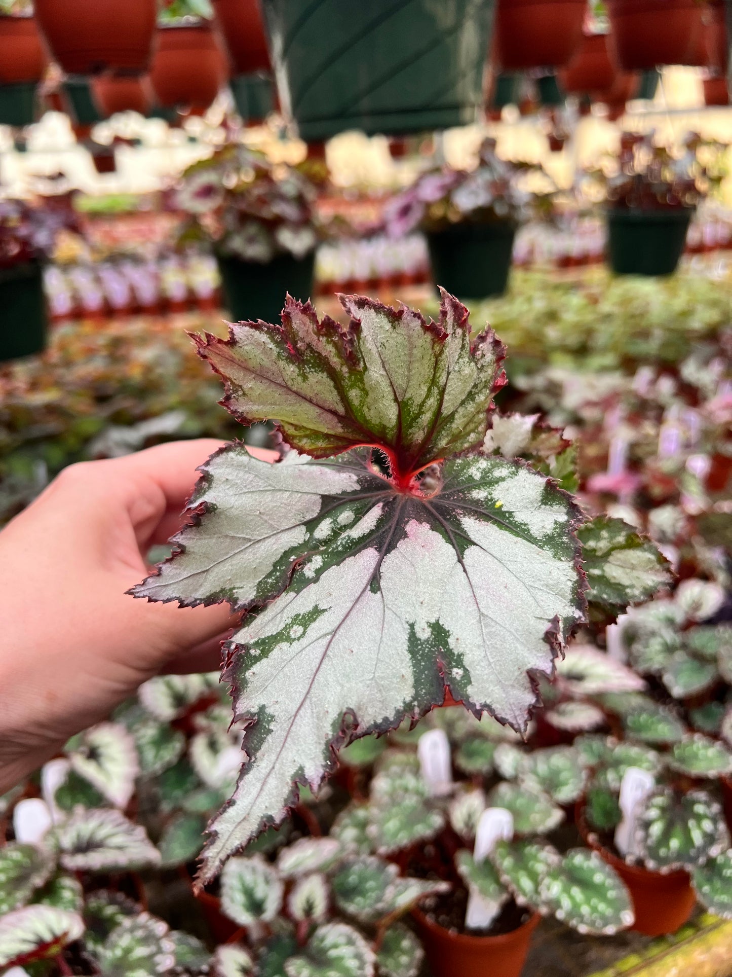 4” Begonia ‘Ghost Whisperer’