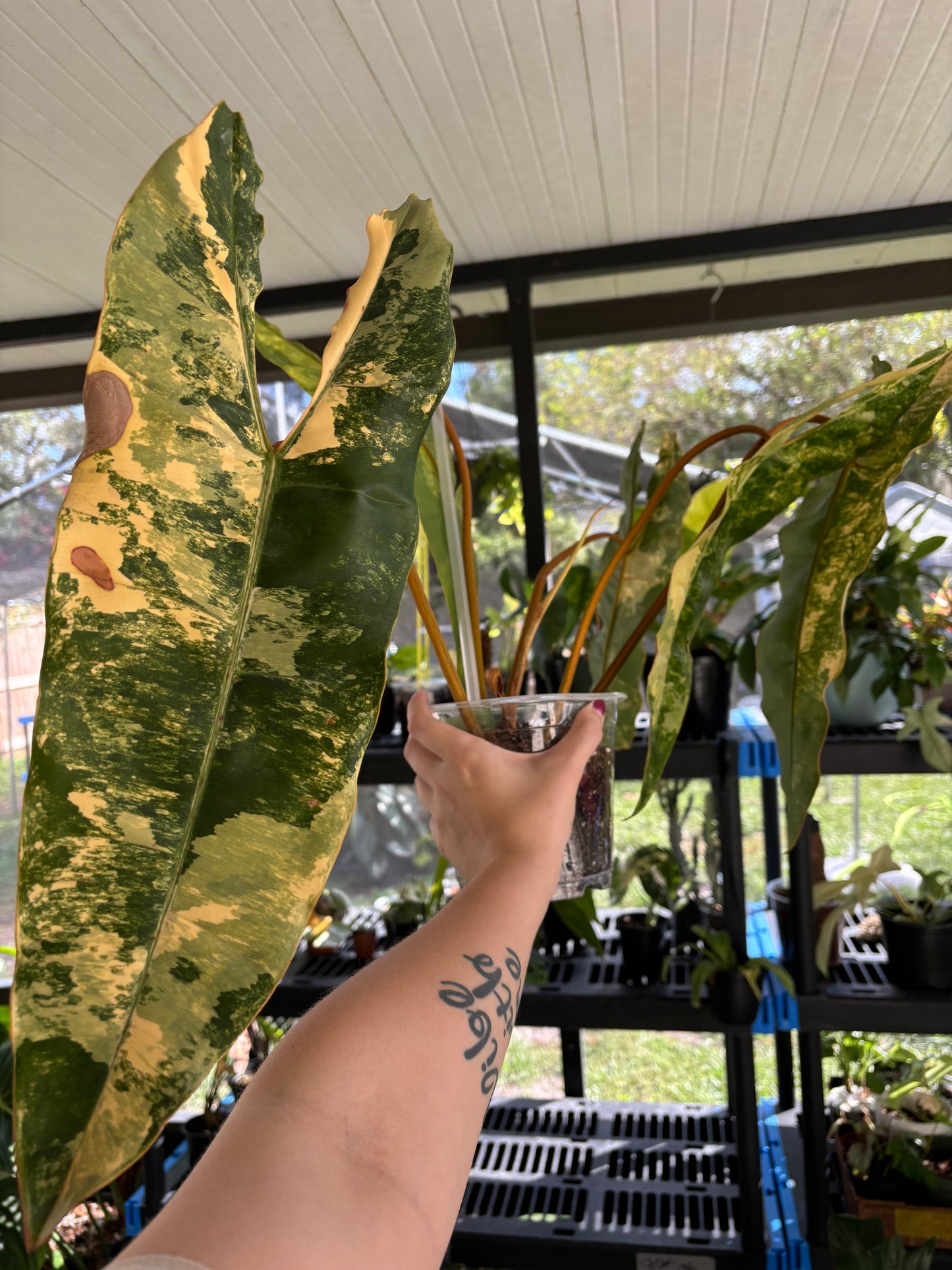 6” Variegated Philodendron Billietiae