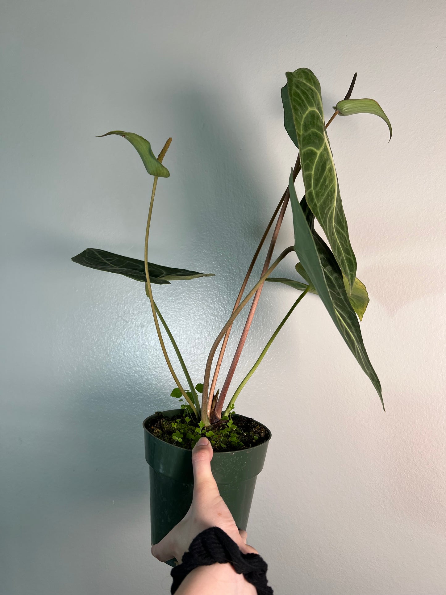 6” Anthurium Clarinervium
