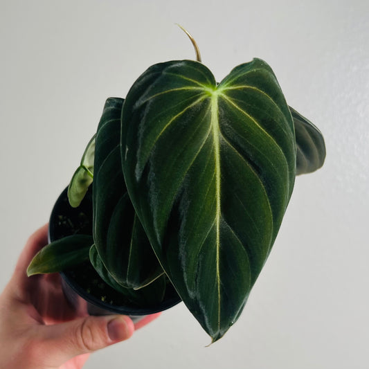 4” Philodendron Melanochrysum