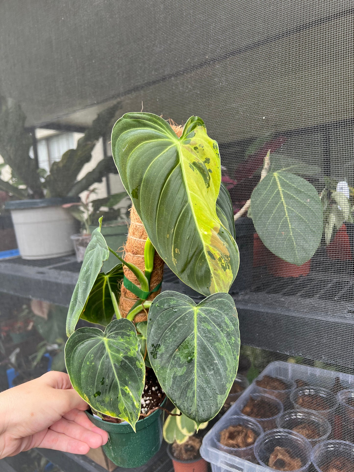 4” Philodendron Melanochrysum Variegated