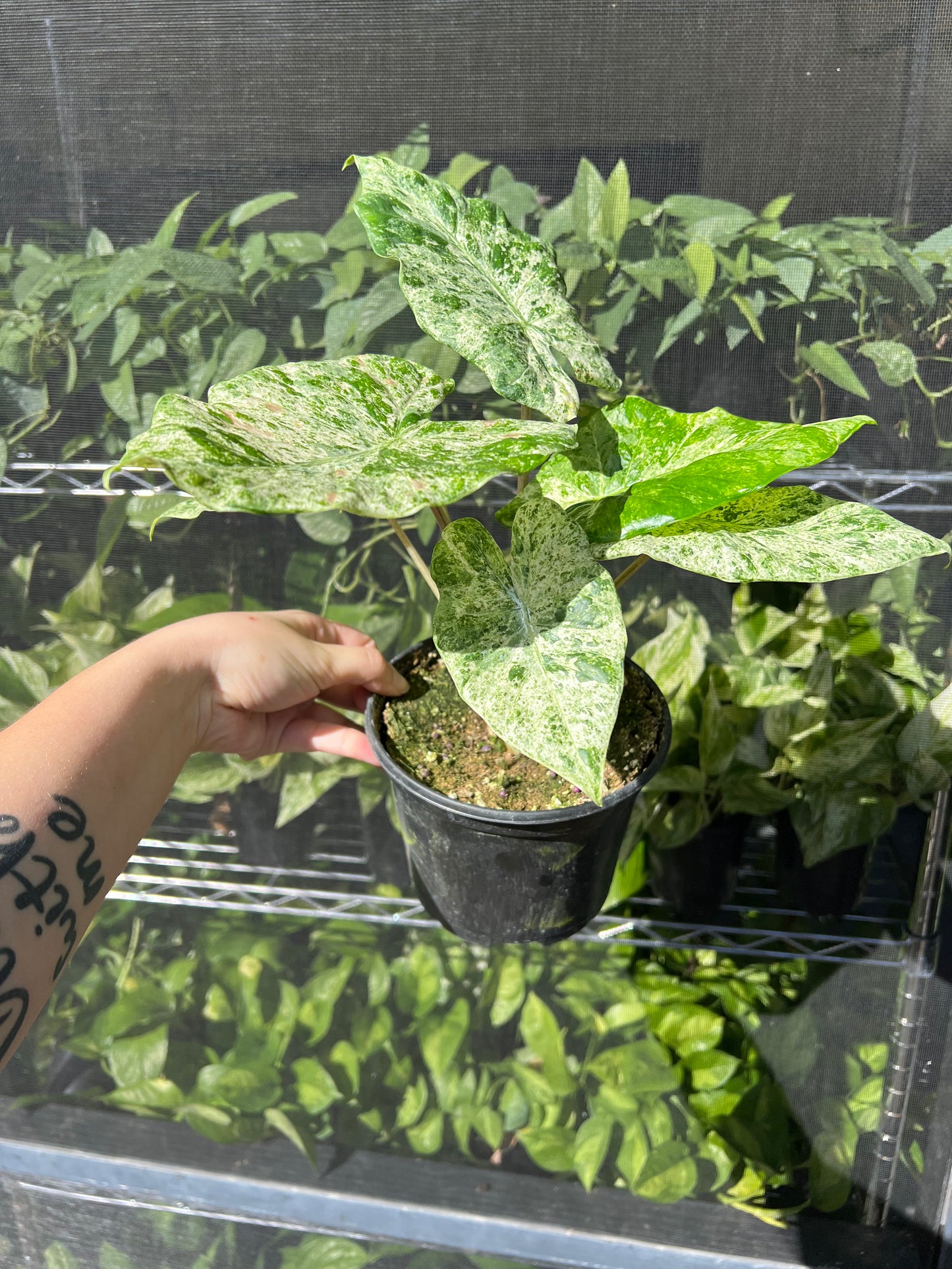 6” Alocasia Blizzard
