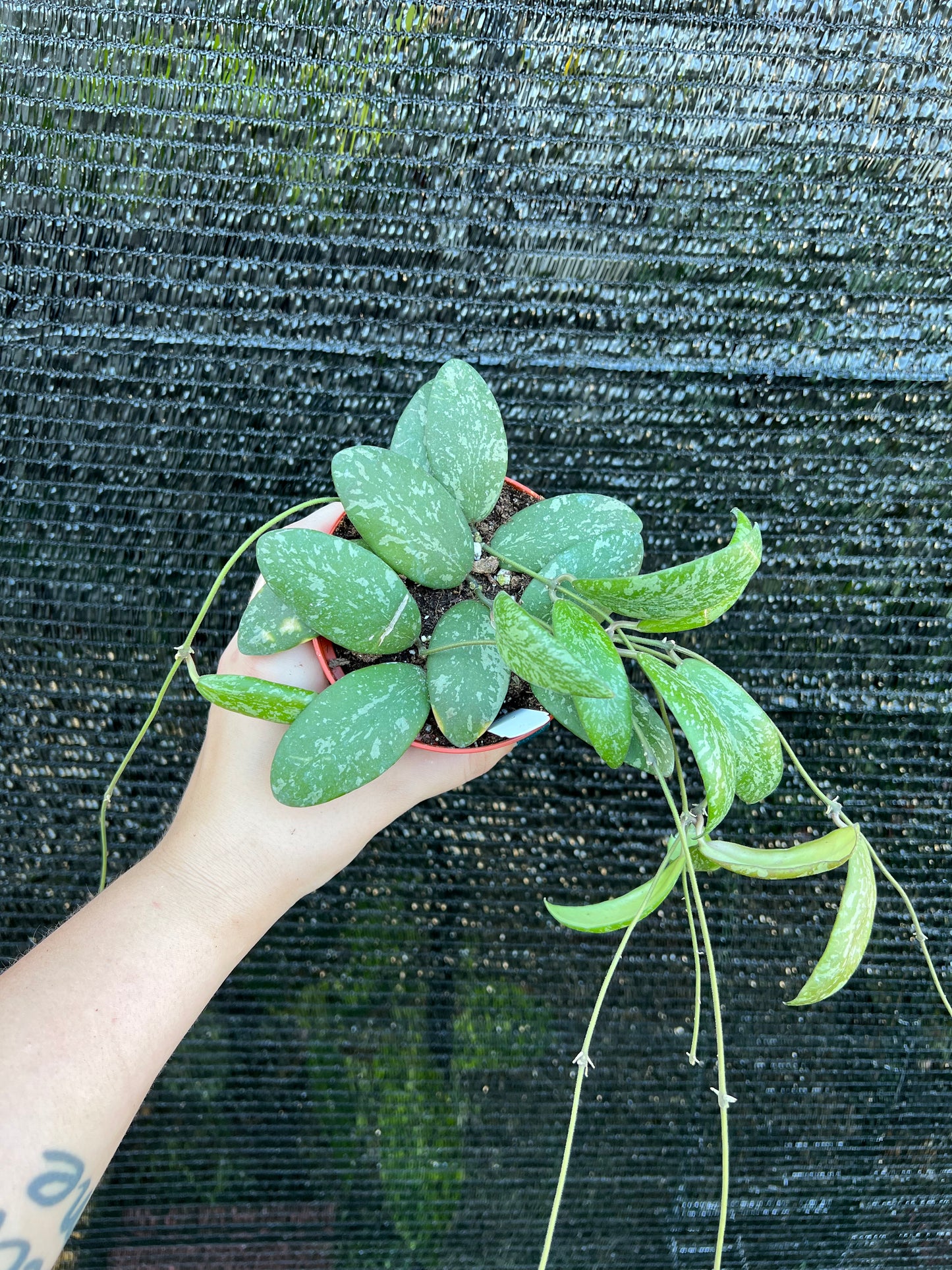 4” Hoya Sigillatis