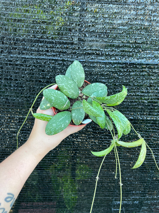 4” Hoya Sigillatis