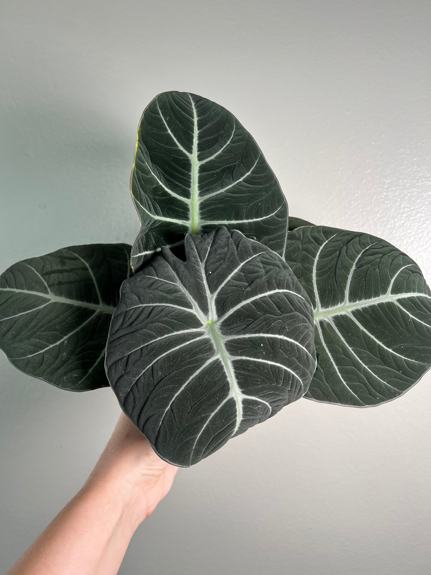 6” Alocasia Black Velvet