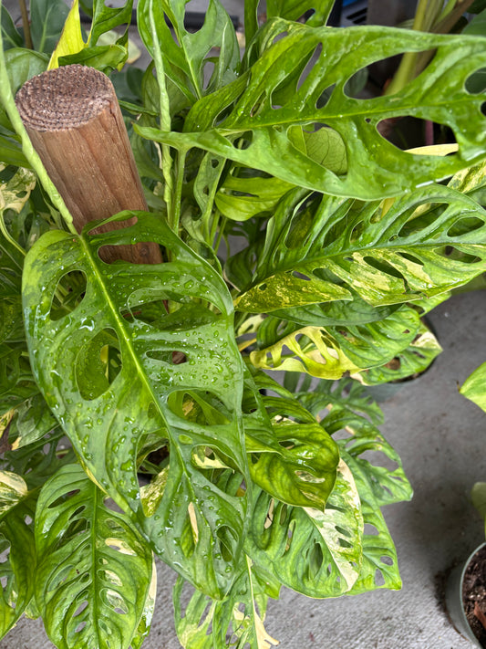8” Monstera Adansonii Aurea Totem