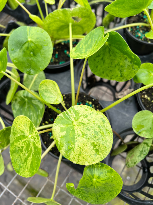 4” Pilea Mojito