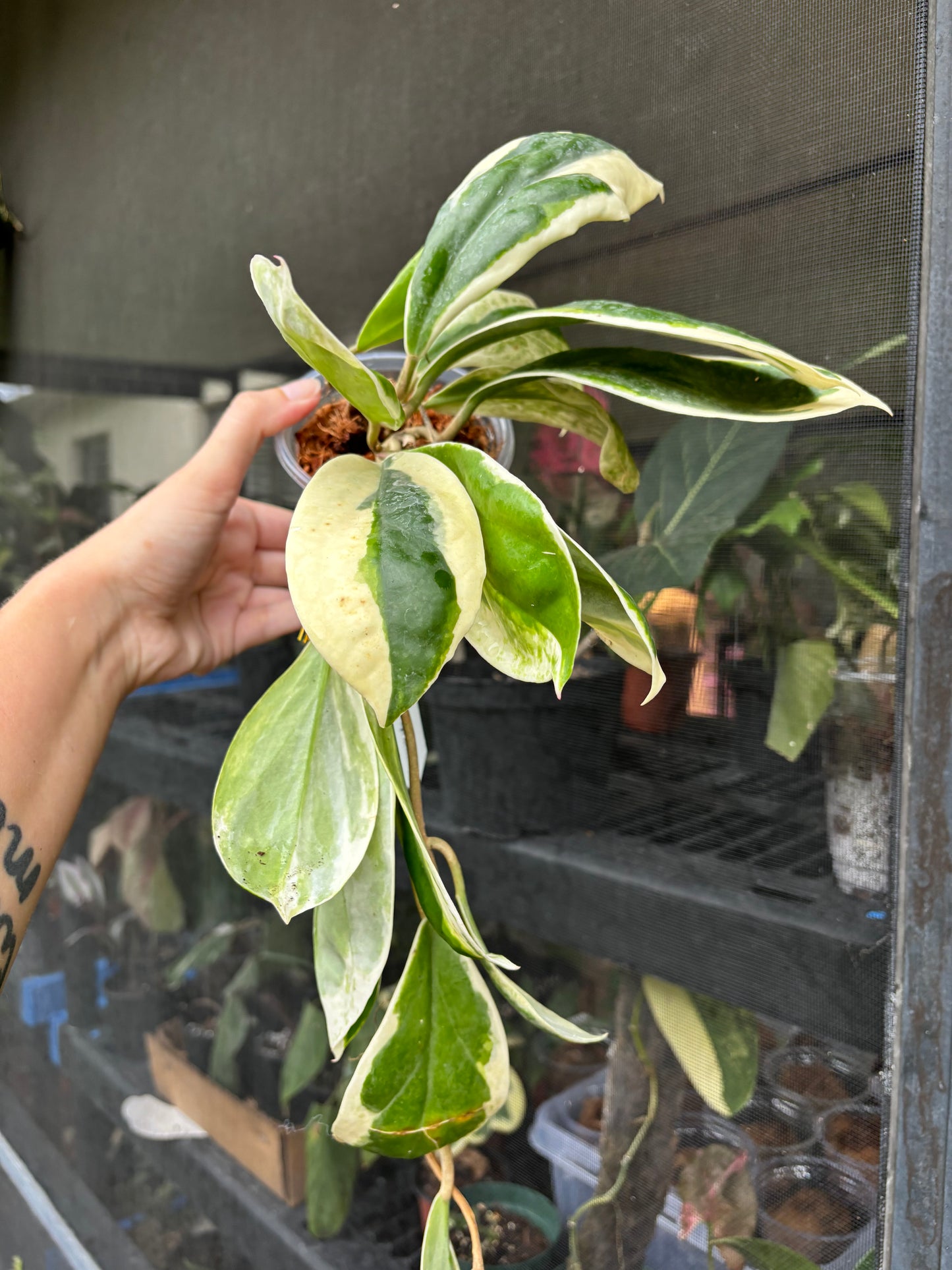 4” Hoya Incrassata Albomarginata ‘Eclipse’