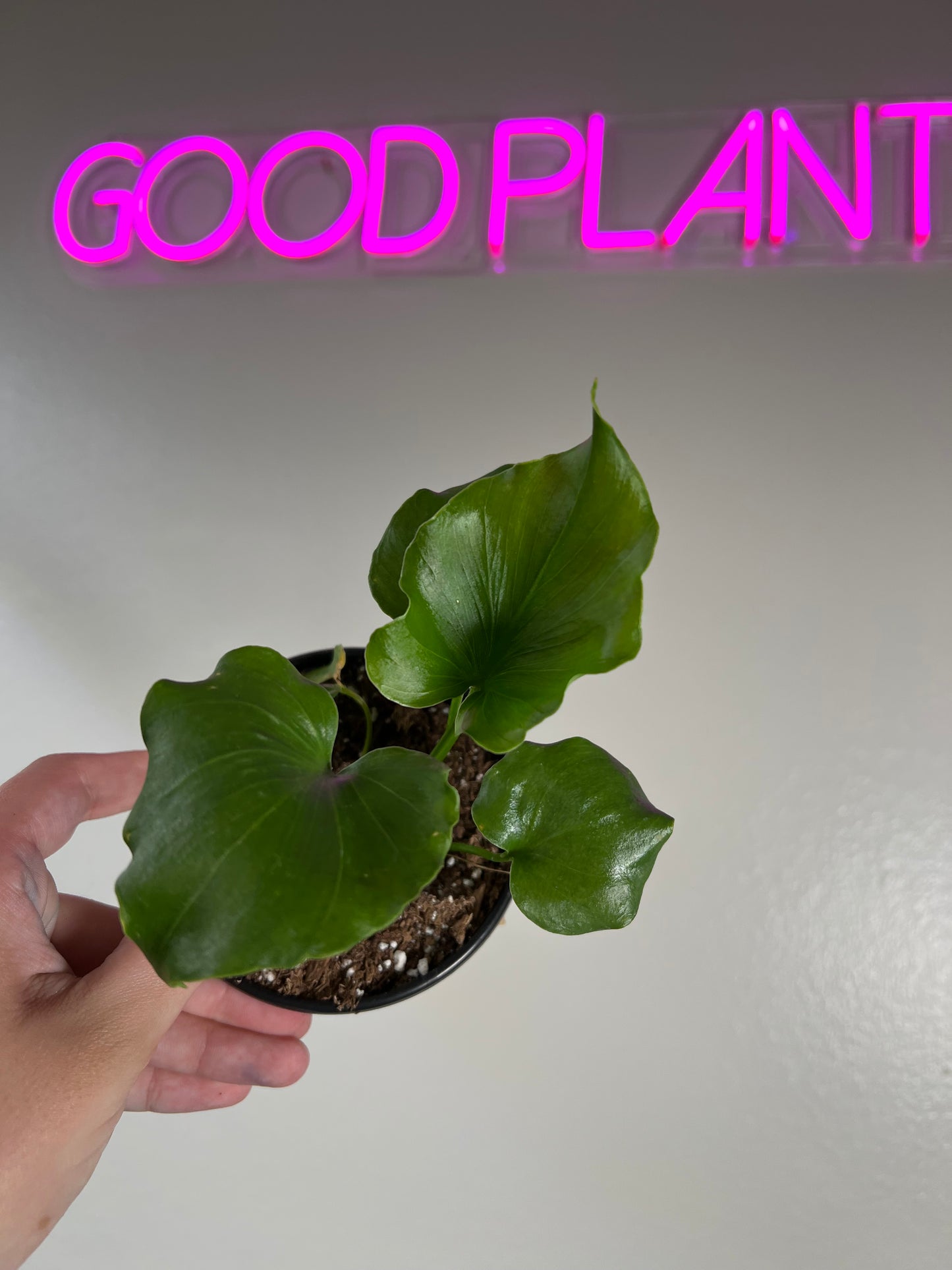 4” Philodendron Revolution