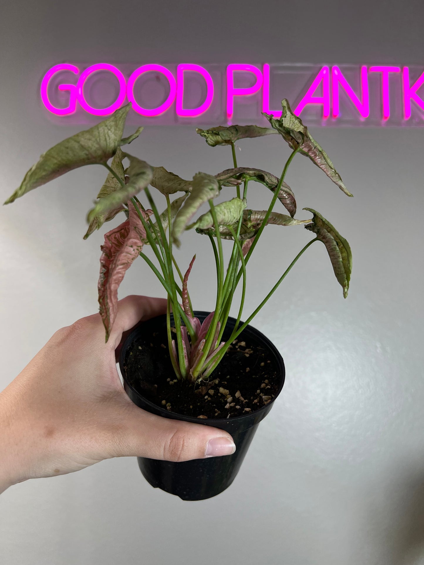 4” Syngonium Rolli Pink