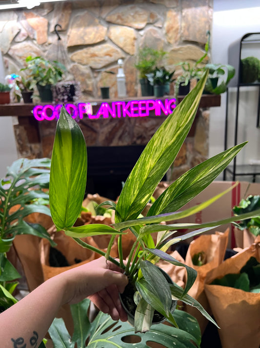 4” Epipremnum Amplissmum Aurea