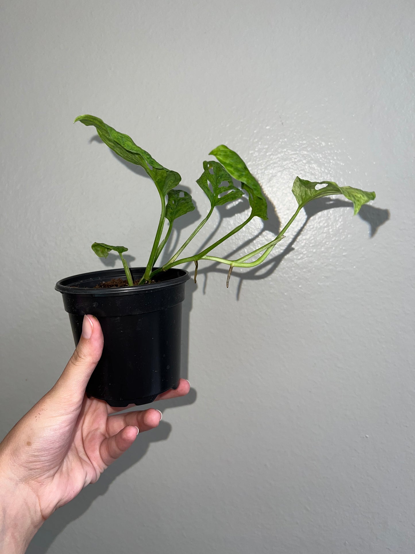 4” Monstera Laniata Mint