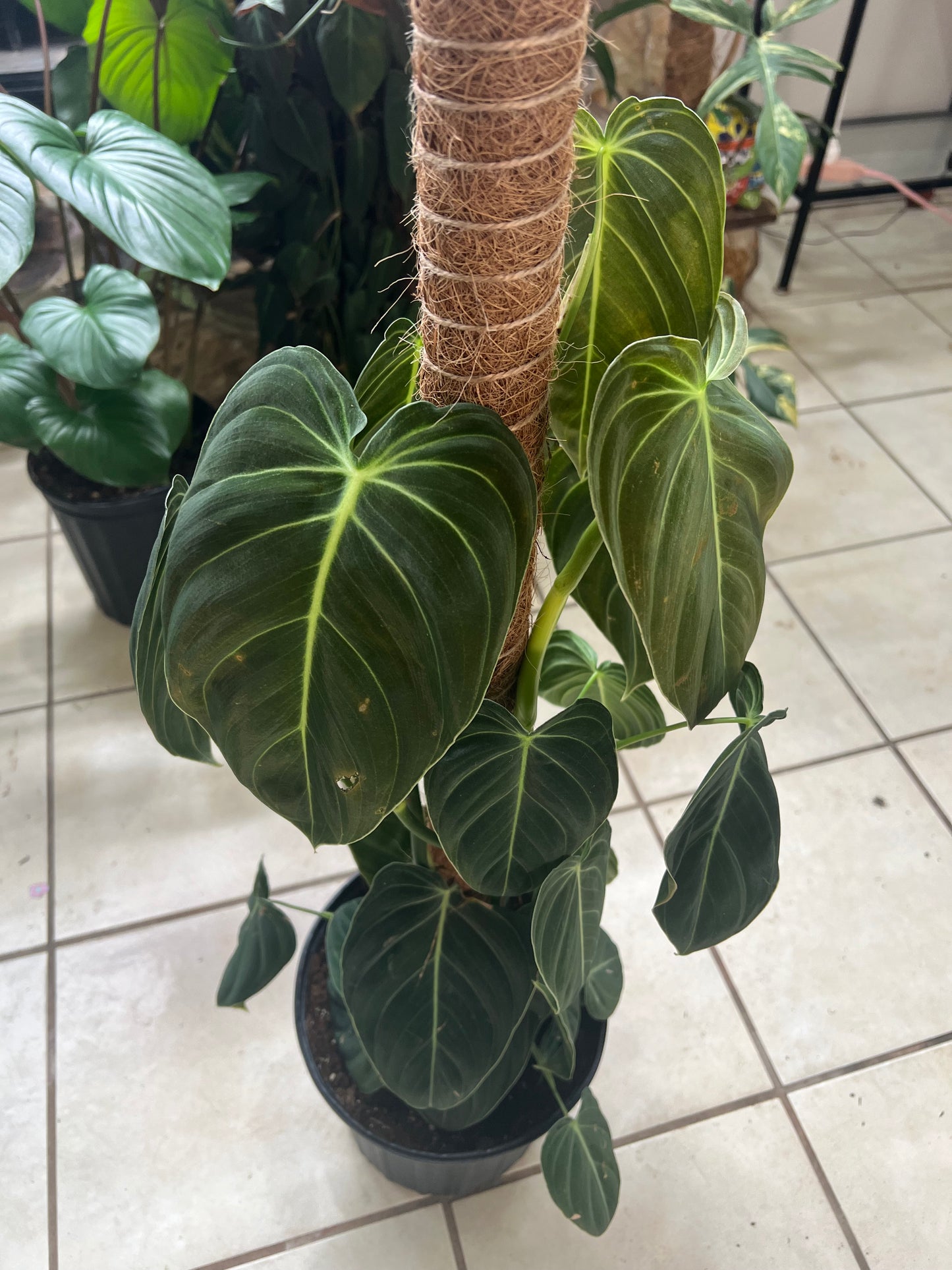 8” Philodendron Melanochrysum Pole