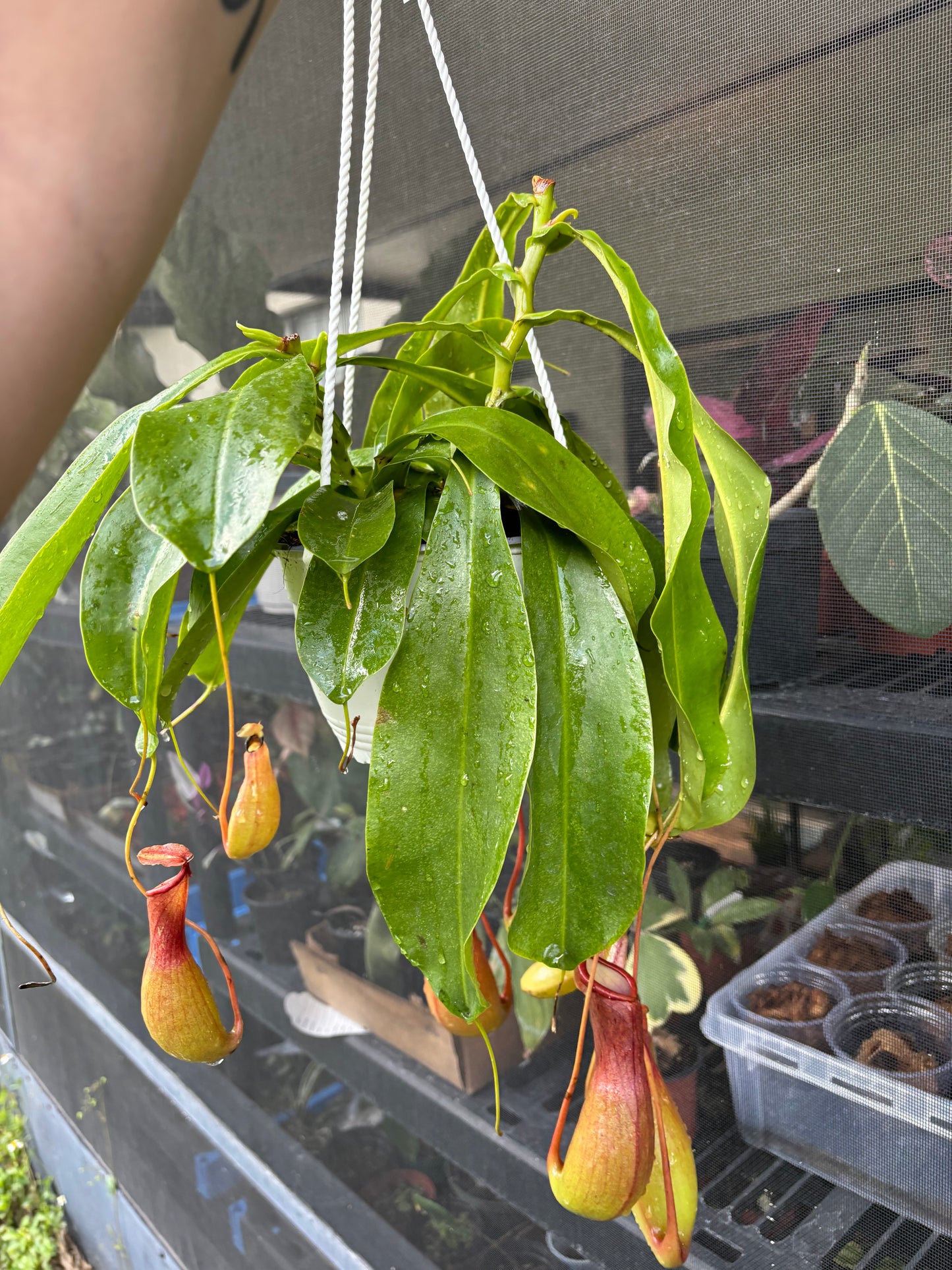 6” Nepethes (Pitcher Plant)