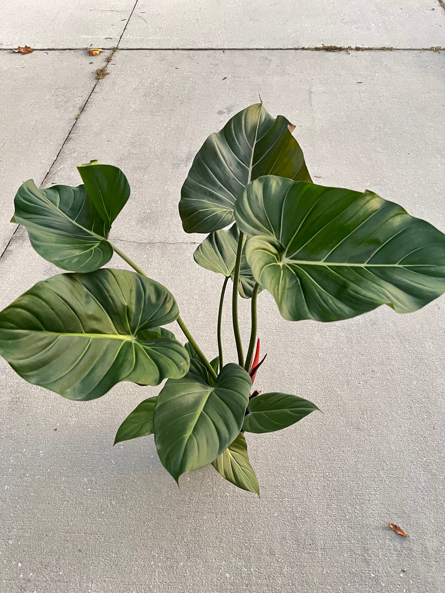 8” Philodendron Summer Glory