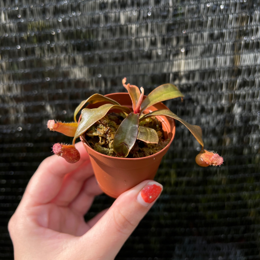 2” Bloody Mary Nepenthes