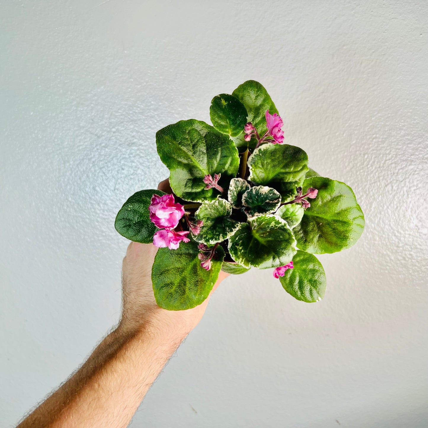 4” African Violet ‘Cajun Popcorn’