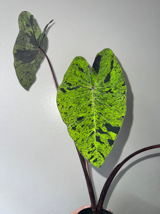 4” Colocasia Mojito