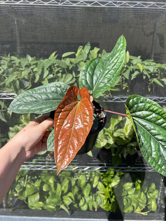 6" Anthurium Radicans x Luxurians