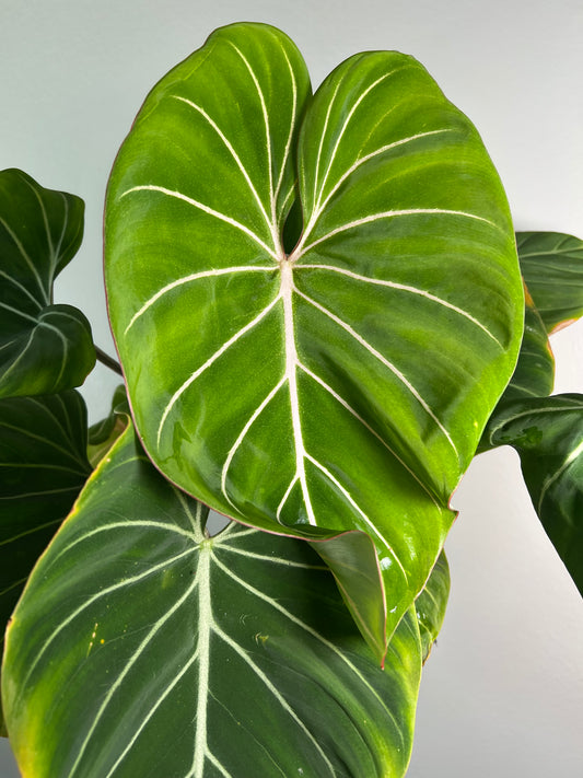 6” Philodendron Gloriosum Zebra