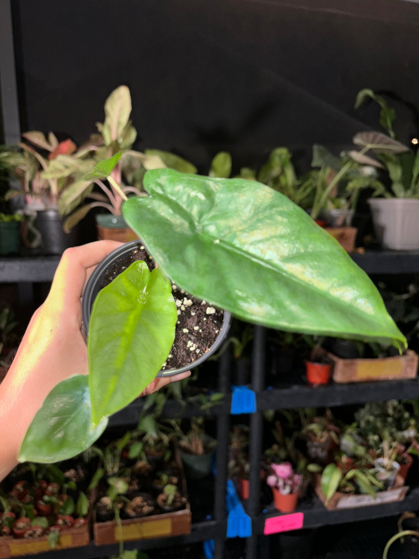 4” Alocasia Corazon