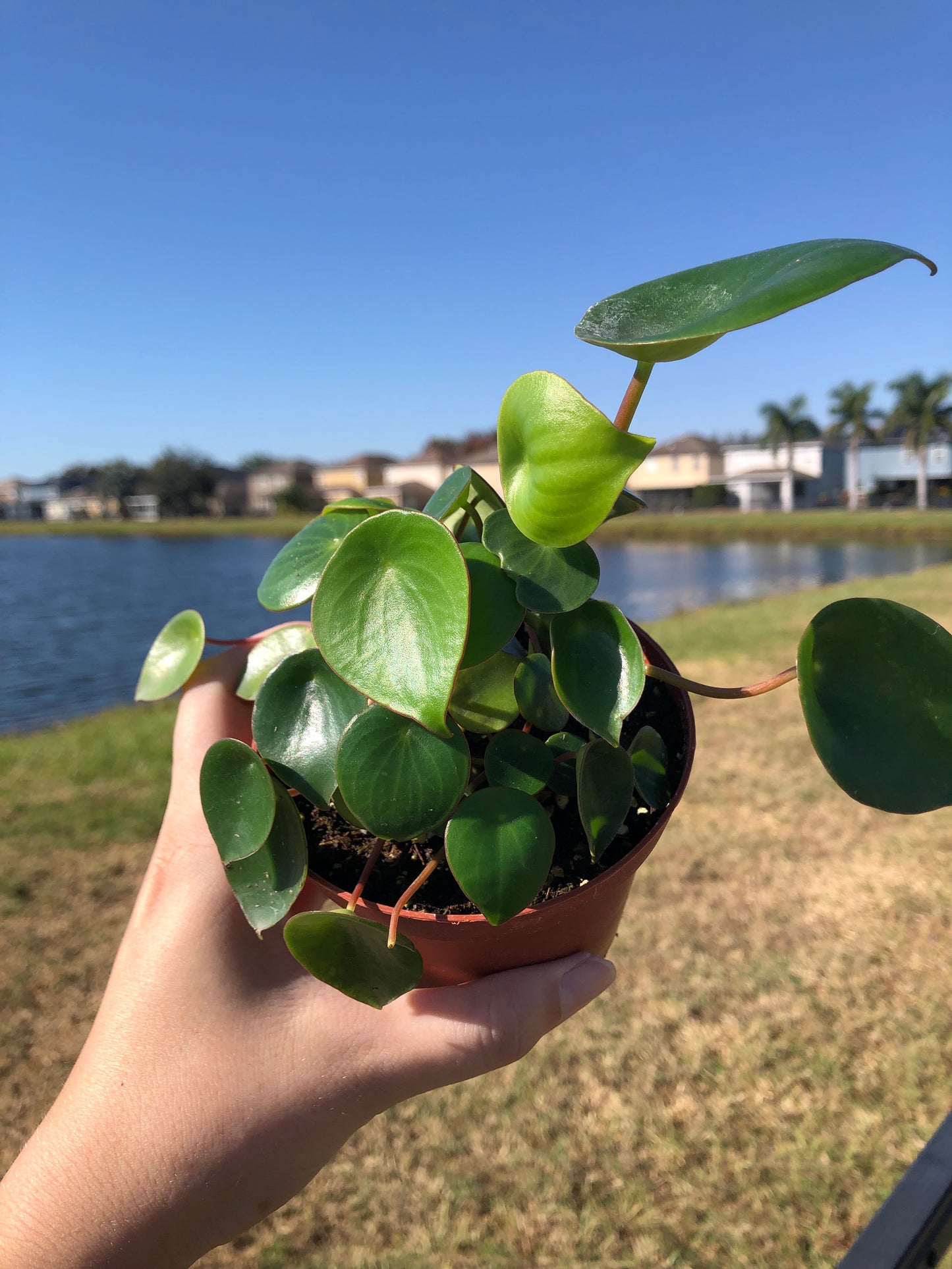 4” Peperomia Raindrop
