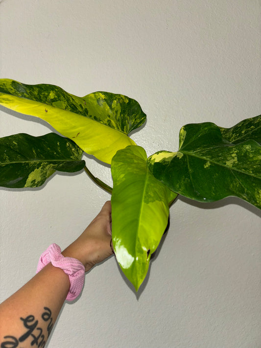 4” Philodendron Domesticum (B)