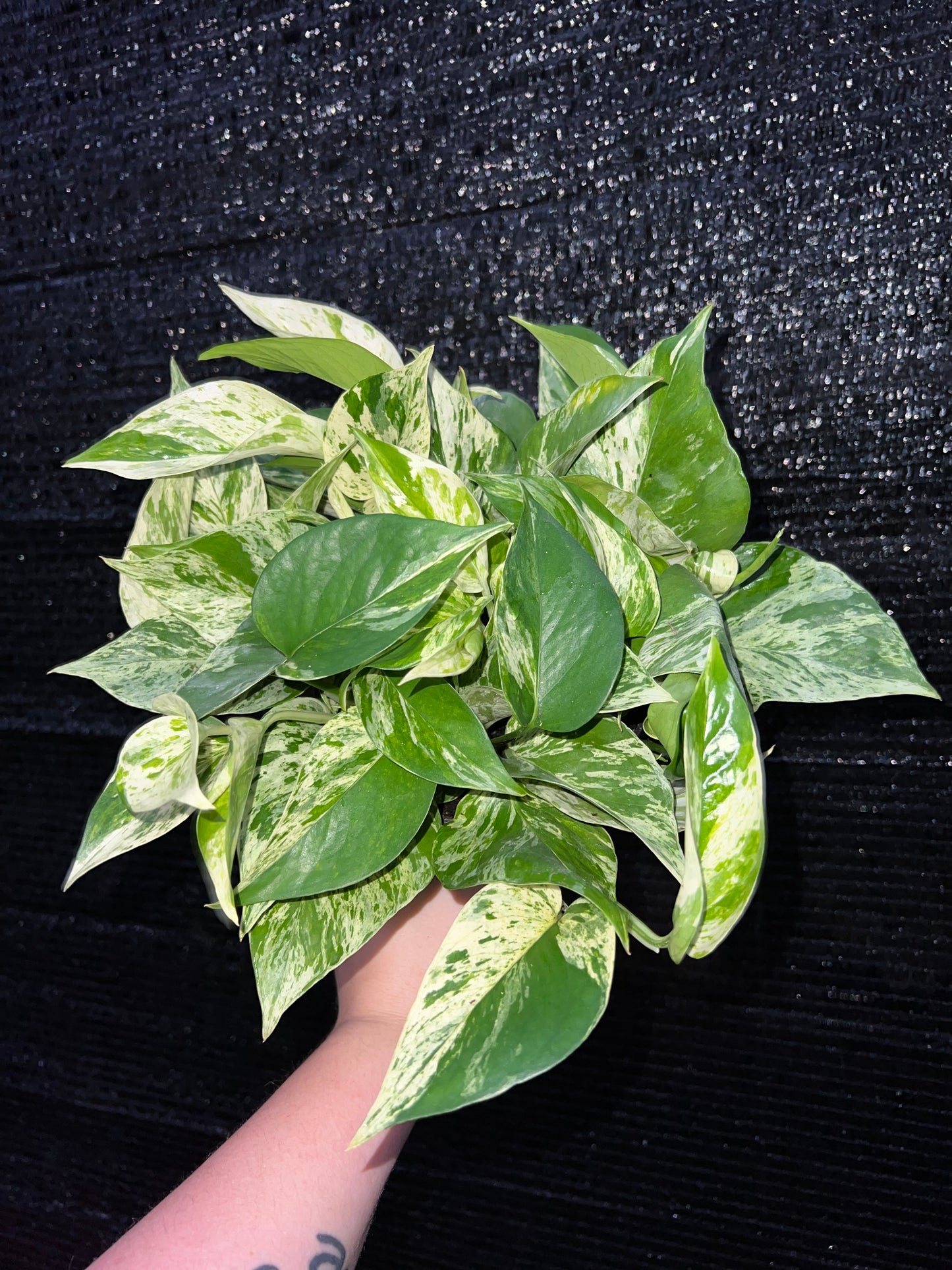 6” Epipremnum Marble Queen (Pothos)