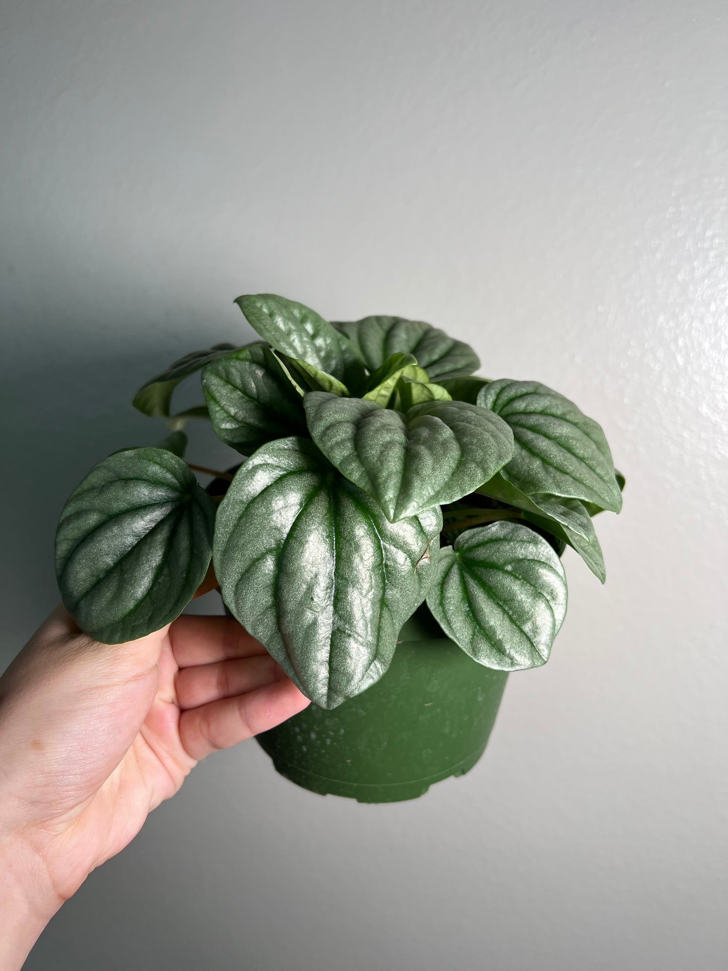 6” Peperomia Frost