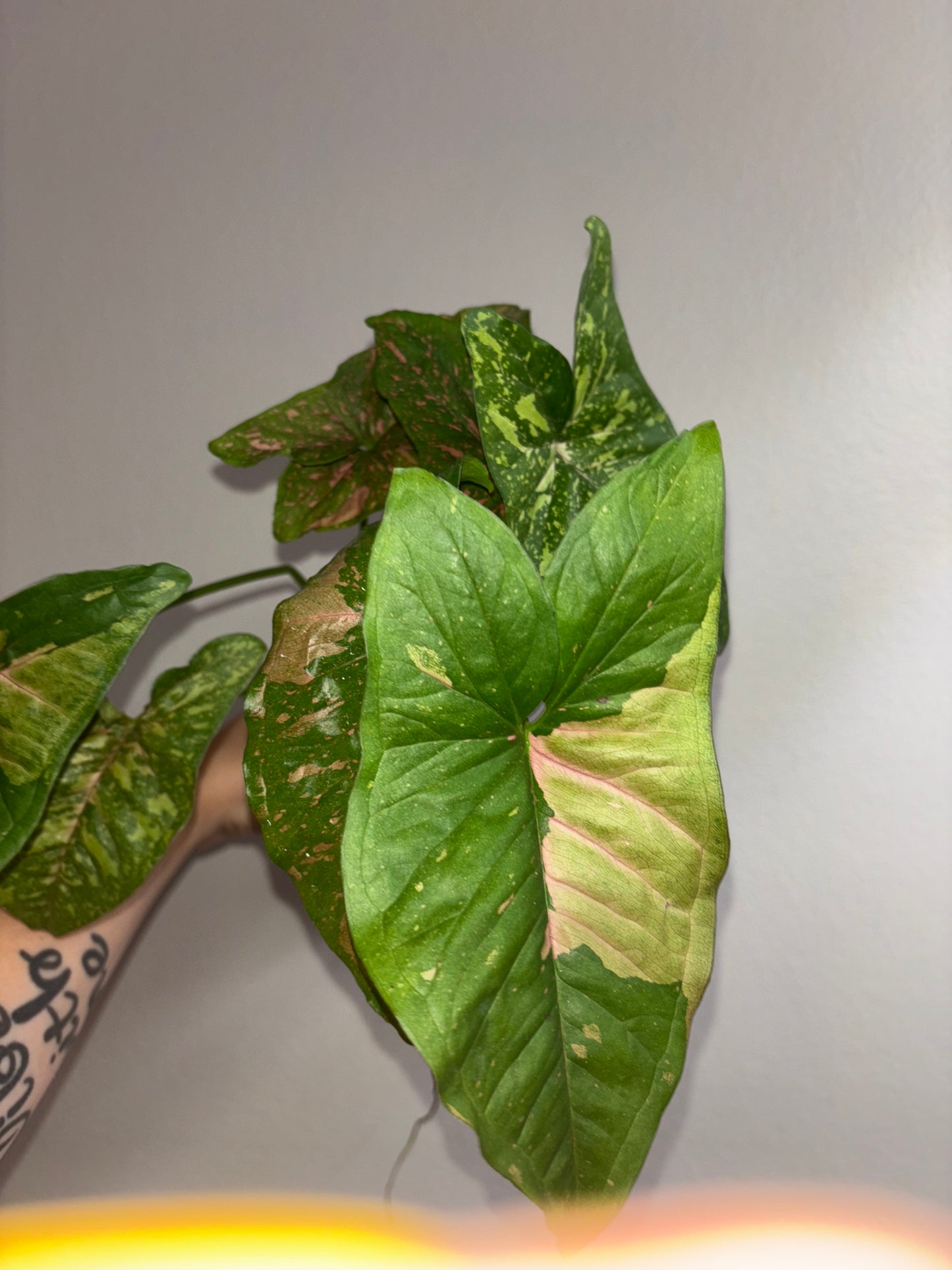 4” Syngonium Pink Splash Allusion