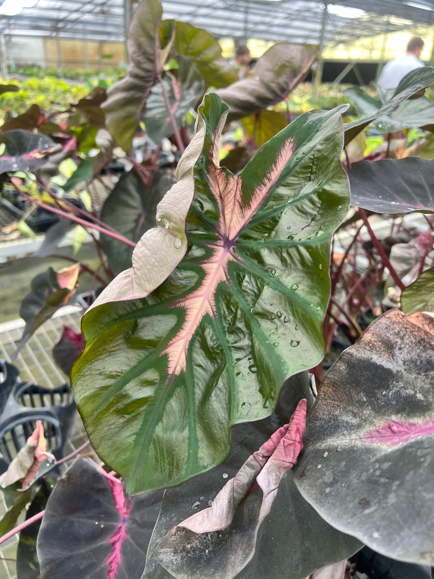 4” Colocasia Redemption