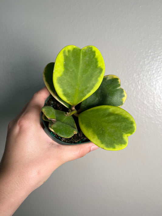 4” Hoya Kerrii Outer Variegated