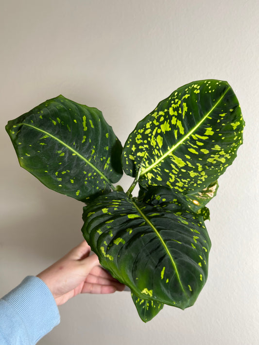 6” Dieffenbachia Reflector