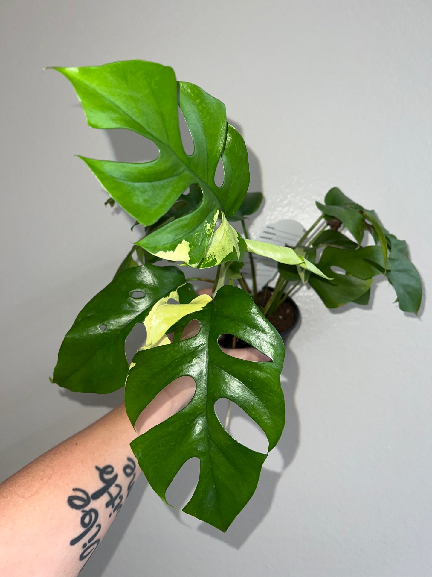 4” Rhaphidophora Tetrasperma Variegated (Mini Monstera)