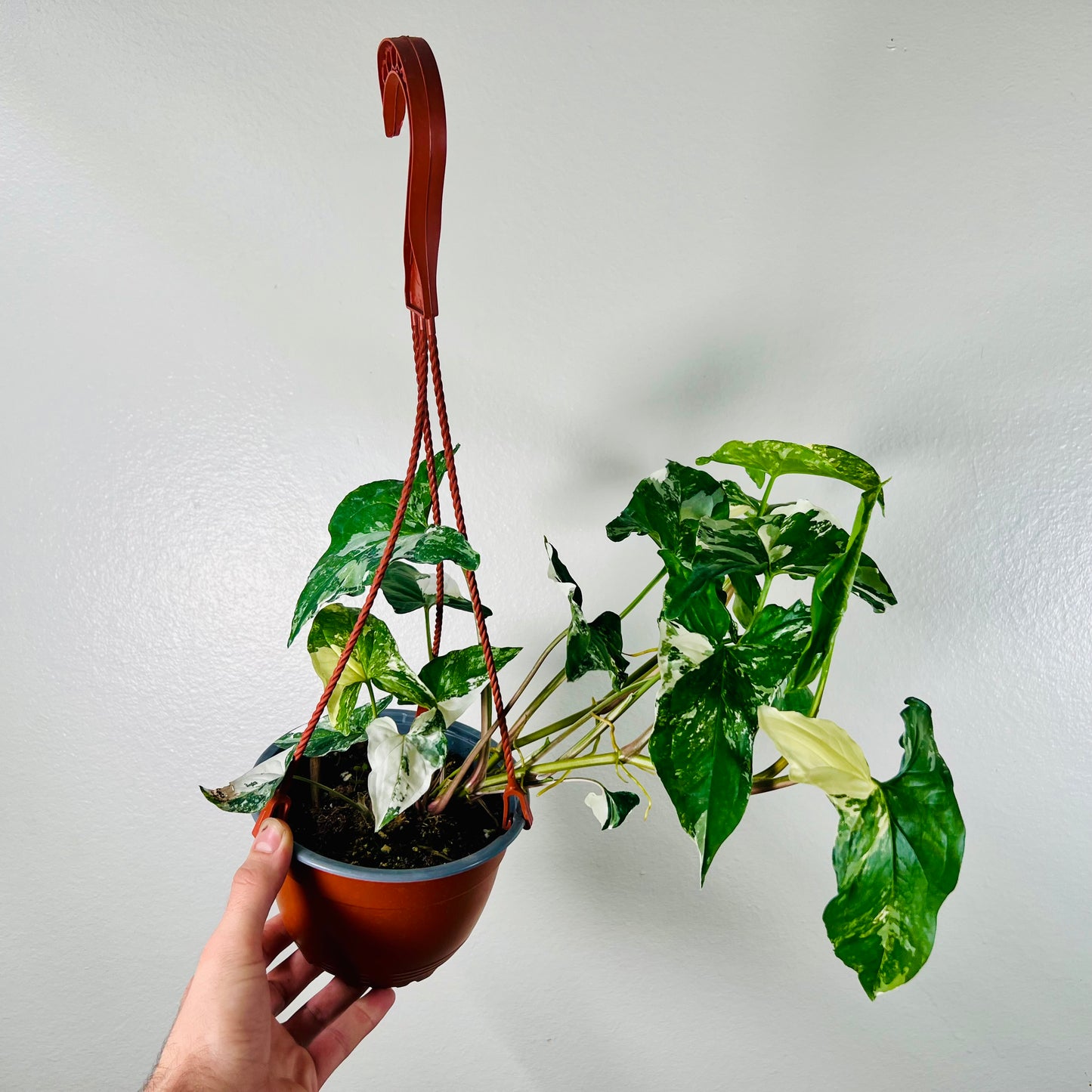 6” Syngonium Albo Hanging Basket