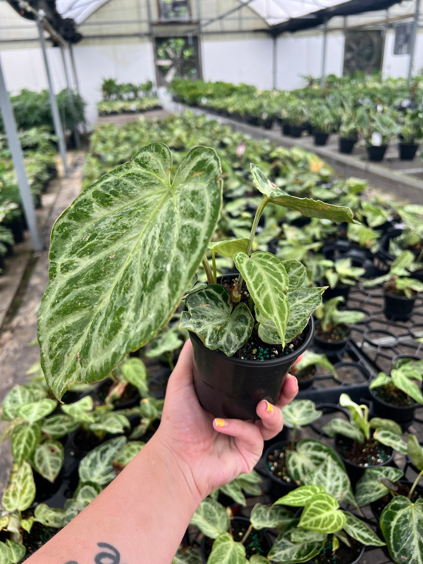 4” Anthurium Silver Blush Mint