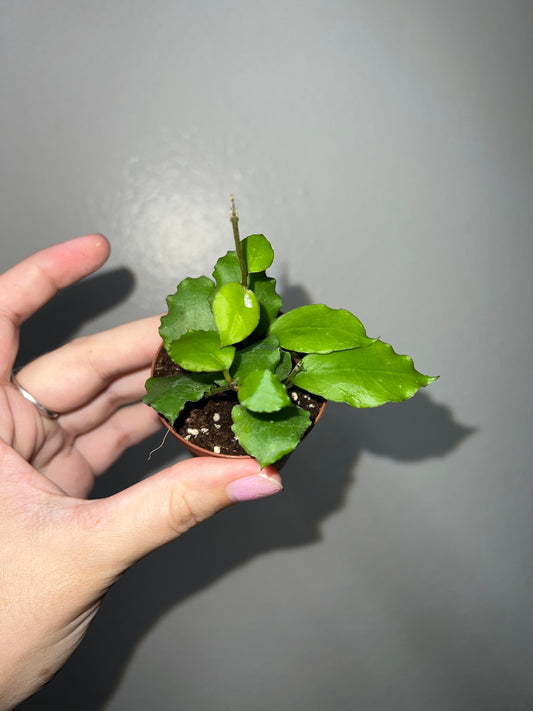 2” Hoya Endaunsis