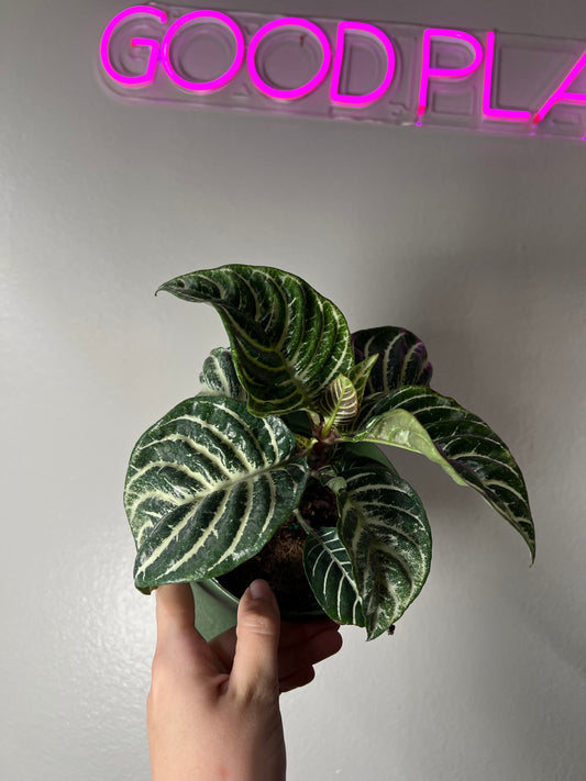6” Zebra Plant