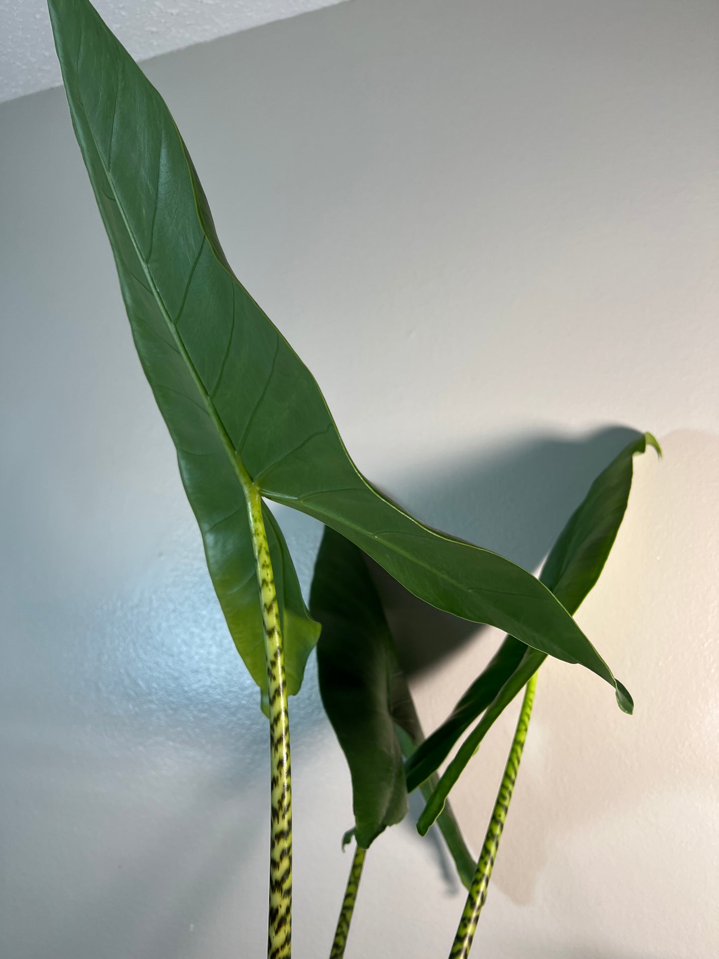 6” Alocasia Zebrina