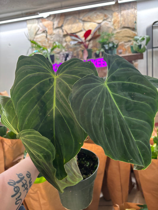 6” Philodendron Splendid