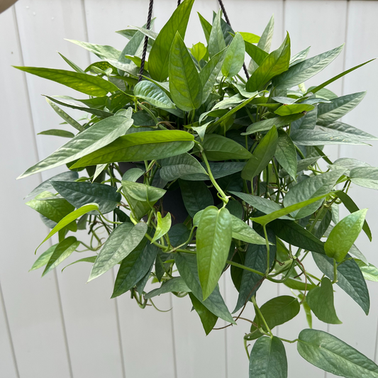 8" Epipremnum Pinnatum 'Cebu Blue' Hanging Basket